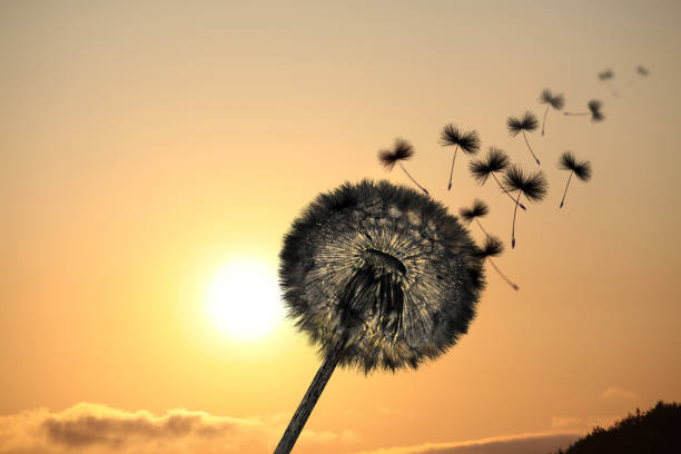 istock Dandelion flower with flying feathers on sunset. 1268585576