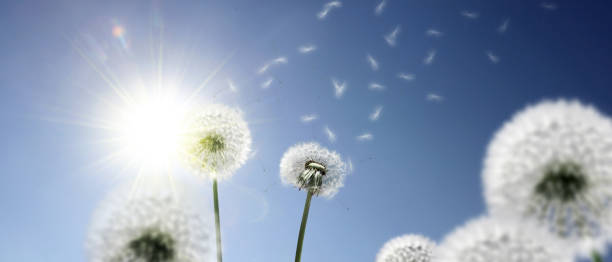 istock Dandelion flower with flying feathers on blue sky. 1268585600