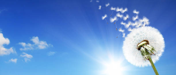 istock Dandelion flower with flying feathers on blue sky. 1268585637