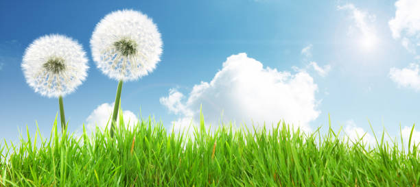 istock Dandelion flower with flying feathers on blue sky. 1268585652