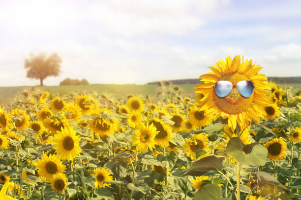 istock Funny sunflower with sunglasses on a blue sky 1268586533