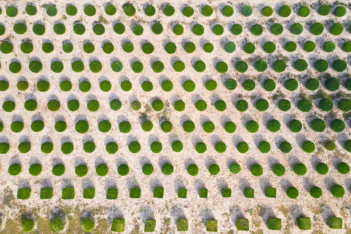 Tree farm viewed from above.