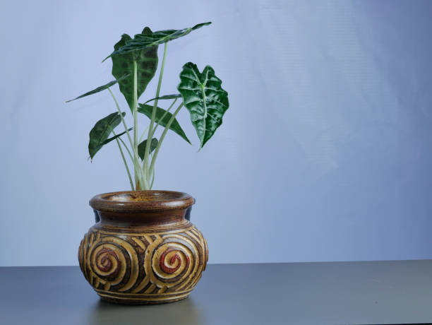 istock Alocasia trees have a white background 1268587195