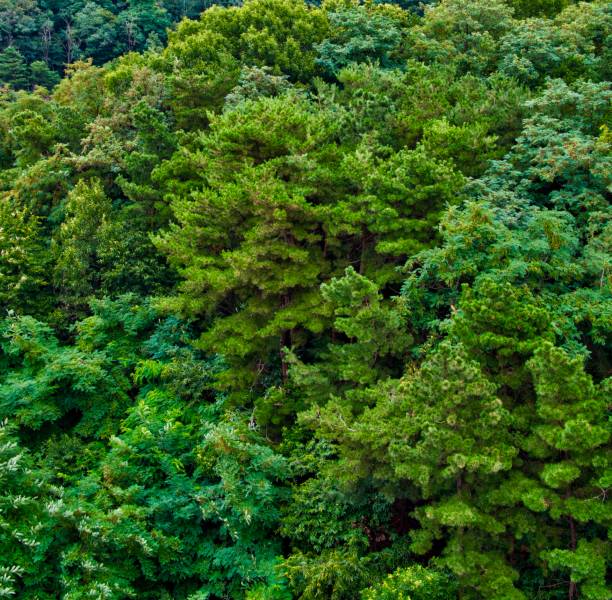 istock Korean Trees and Green Leaves in the Forest 1268591449