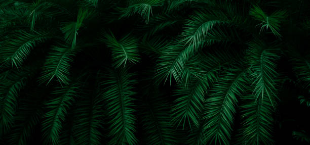 istock Green leaf surface, abstract background, natural pattern, tropical leaves, dark leaves 1268595627