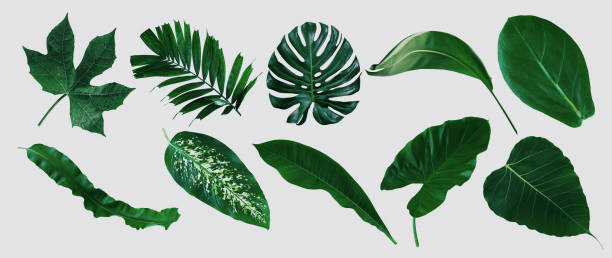 istock Green leaf surface, abstract background, natural pattern, tropical leaves, dark leaves 1268595635