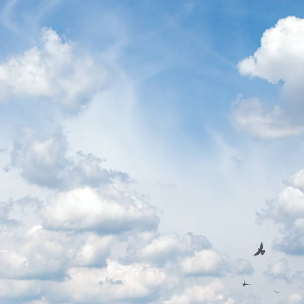 istock Low Angle View Of Clouds And Birds in Blue Sky 1268595683