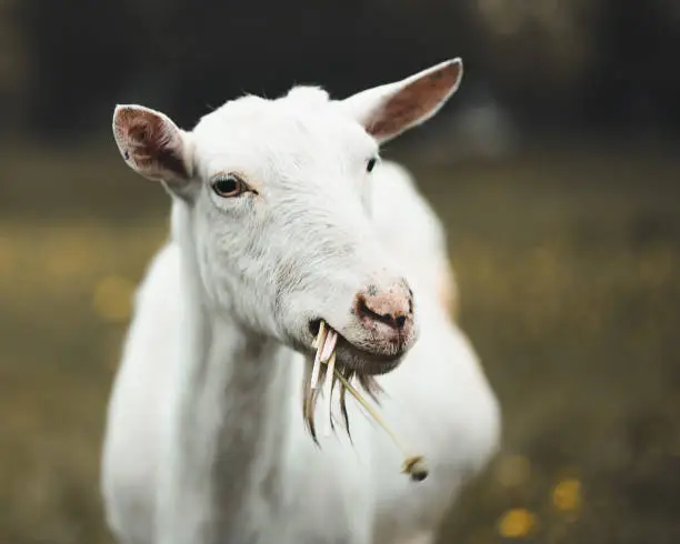 Photo of Happy white-bearded billy goat chewing on tasty fresh green grass