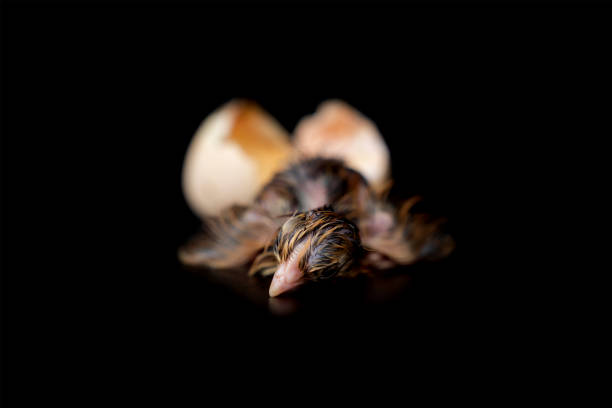 istock The 1st minute of Black Brown Chick hatches from egg on black background. 1268599619