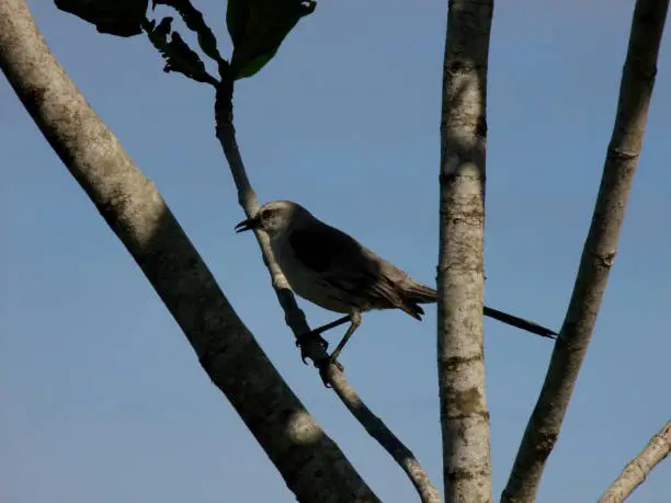 Photo of bird knew in tree