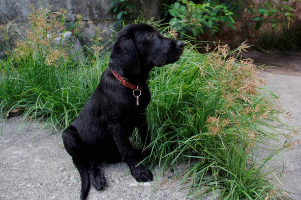 istock labrador dog puppy 1268599796