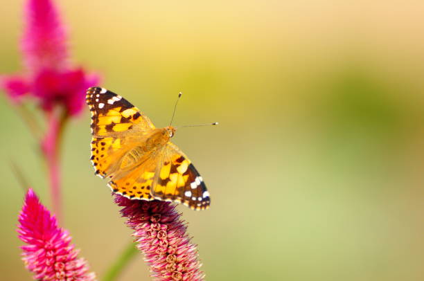 istock Flowers and butterflies. 1268601426