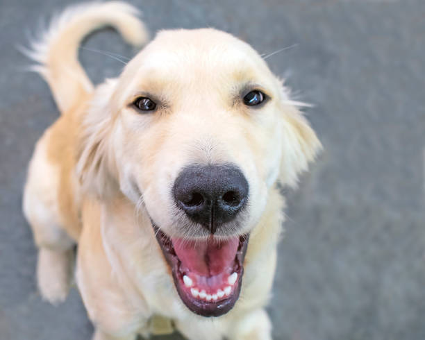 istock Happy Smiling Golden Retriever Dog 1268602405