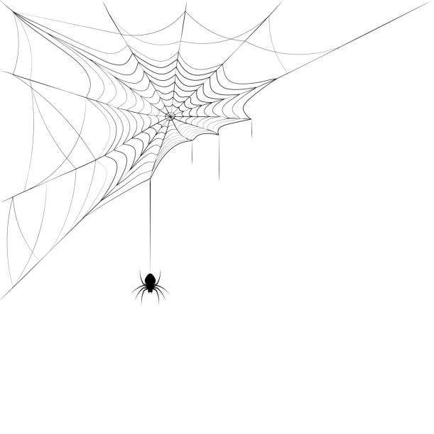 코너 웹에 거미. 할로윈을위한 디자인 요소. 흑백 벡터 - 거미줄 stock illustrations
