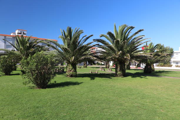 istock Sunny spring morning in a square with palm trees 1268607819