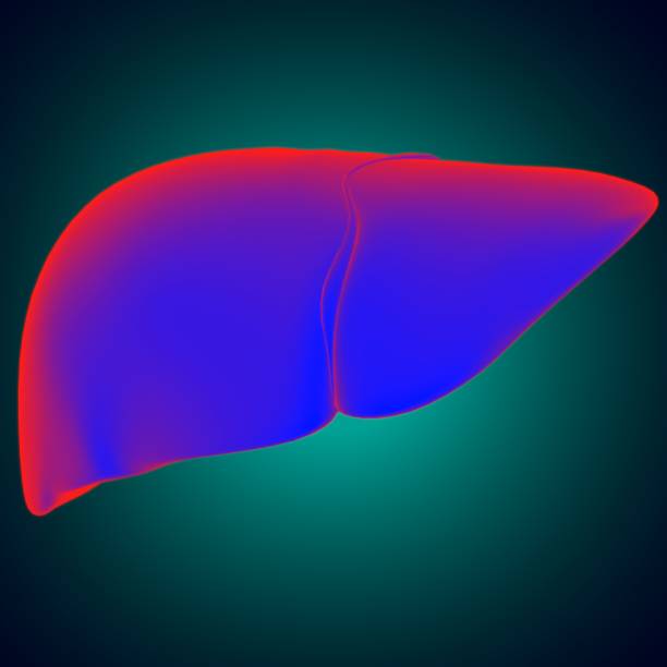 istock Liver 3D Illustration Human Digestive System Anatomy 1268608946