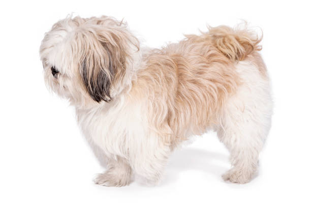 istock cute shih tzu puppy 1268610098