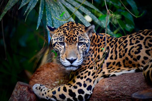 istock Jaguar of Belize 1268614045