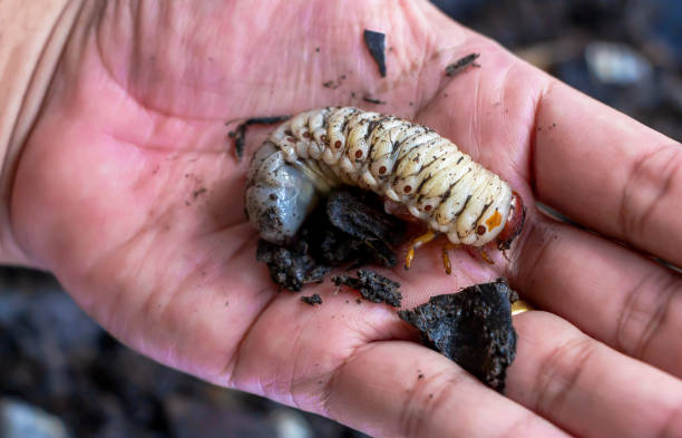 A man picks up a beetle worm in his hand. Beetle larvae (grub) are soft- bodied, soil-dwelling insects with a light brown head. Grub worm are a source of protein foods that people can eat. un hombre coge un gusano de escarabajo en su mano. las larvas de escarabajo (grub) son insectos de cuerpo blando que habitan en el suelo con una cabeza de color marrón claro. el gusano grub es una fuente de alimentos proteicos que la gente puede comer.