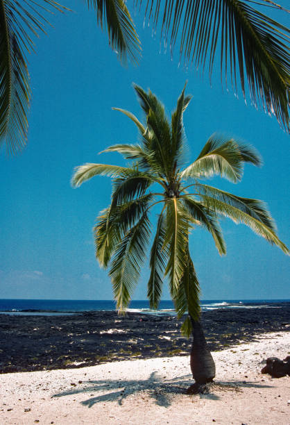istock Hawaii Big Island - Black Sand Beach & Palms Vertical - 1990 1268615835
