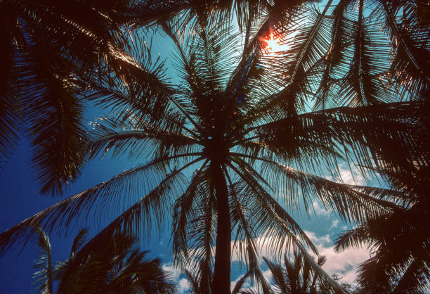 Hawaii Big Island - PalmTrees Looking Up - 1990