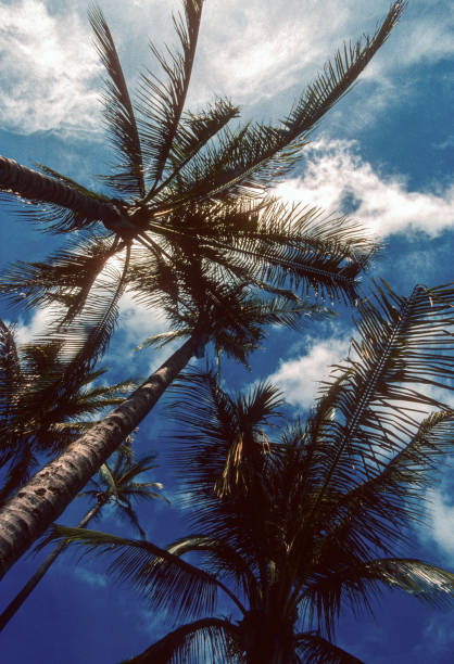 istock Hawaii Big Island - Palm Trees Vertical - 1990 1268615860