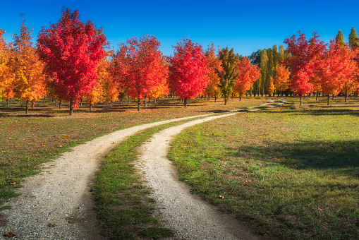 A lovely autumn maple trees on a dirt road in Roxburgh,New Zealand
