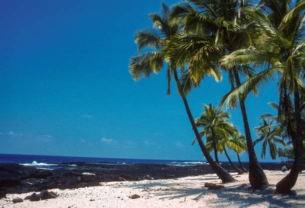 istock Hawaii Big Island - Black Sand Beach & Palms - 1990 1268616495