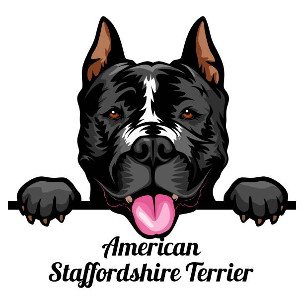 美國斯塔福德郡獵犬 - 顏色窺視狗 - 狗頭孤立在白色。 - 比特犬 幅插畫檔、美工圖案、卡通及圖標