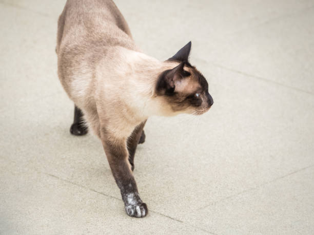 istock A large Siamese cat with blue eyes struts outside 1268618148