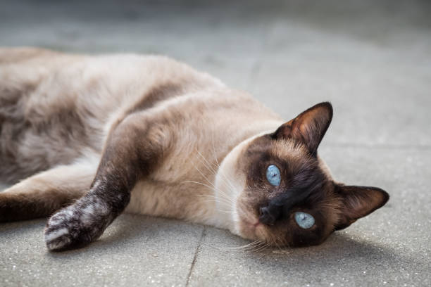 Blue eyed Siamese cat lying outdoors stock photo