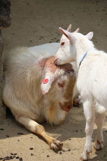 istock goat family at the ranch 1268619042