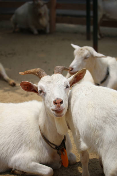 istock goat family at the ranch 1268619047