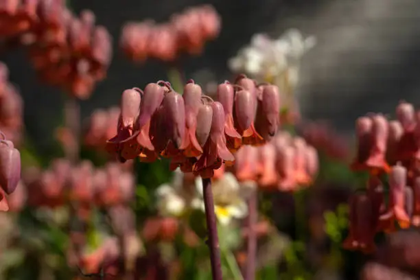 Kalanchoe  Mother-of-millions in bloom