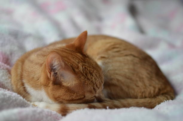 istock Japanese cute brother cat is sleeping and playing 1268622767