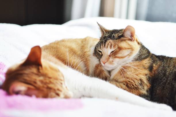istock Japanese cute brother cat is sleeping and playing 1268622828