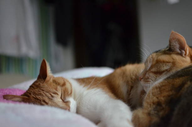 istock Japanese cute brother cat is sleeping and playing 1268622861