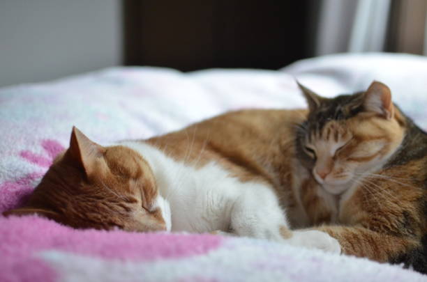 istock Japanese cute brother cat is sleeping and playing 1268622938