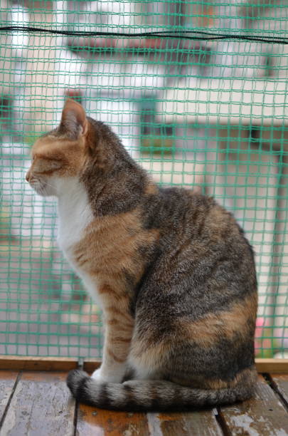 istock Japanese cute brother cat is sleeping and playing 1268623034