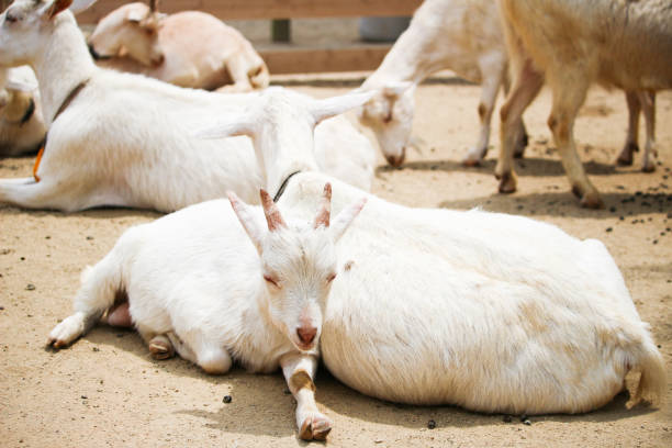 istock goat family at the ranch 1268623174