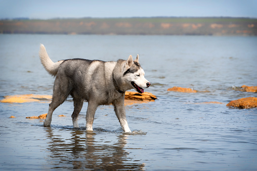 A mature Siberian Husky male walks at the water. The dog has wet grey & white fur and blue eyes. Blue water surrounds him, and there are a lot of yellow rocks near him. Coast in the background.