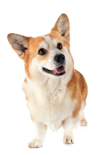 istock Pembroke Welsh Corgi 1268626709