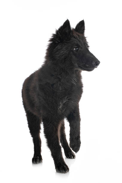istock puppy Groenendael dog 1268626718