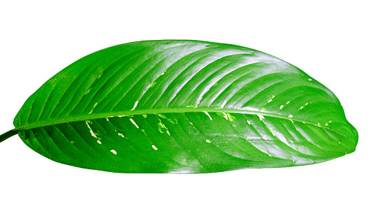 Close up green leaf isolated on white background with clipping path. Flora design concept.