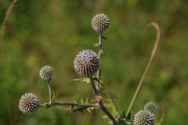 fiori di echinope sphaerocephalus nel campo. fiori di agrimonia primo piano i - echinops spaerocephalus foto e immagini stock