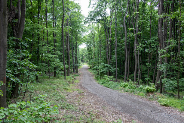 istock Dirt road leading through a forest 1268627887