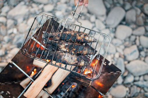 Freshly caught Japanese sweetfish grilling on a wood campfire. Okayama, Japan
