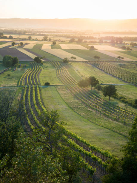 Cтоковое фото Виноградники в Бургенланде под утренним солнцем