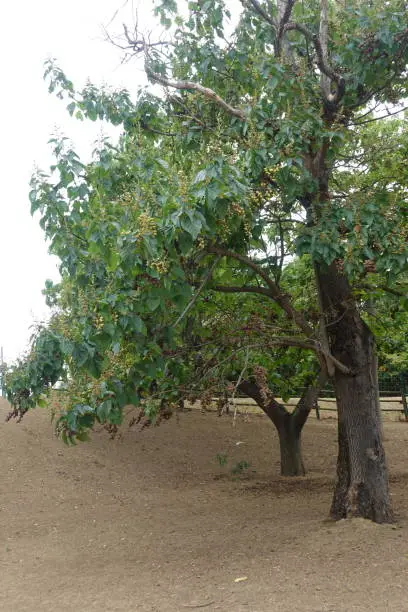 Paulownia planted in an equine pen  Food leaves for equines