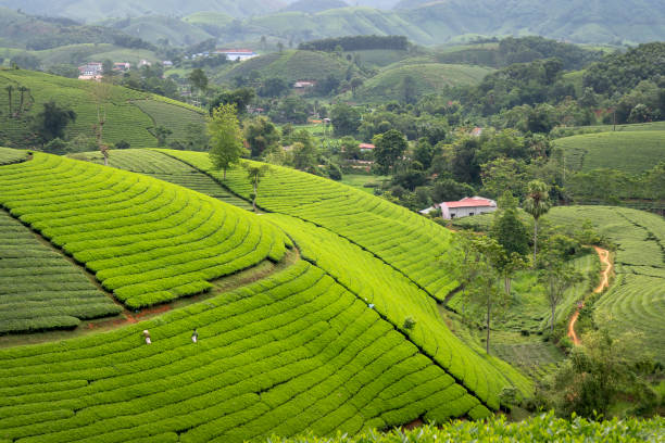 istock Panoramic Long Coc tea hill, Phu Tho province, Vietnam 1268632365